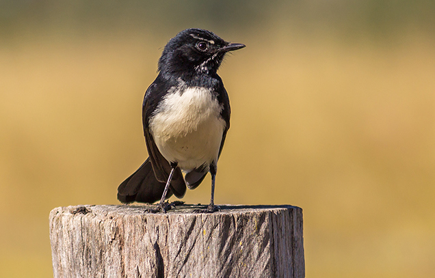 Birds in Backyards Willie Wagtail